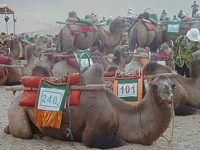 Camel rides at Mingsha Dunes